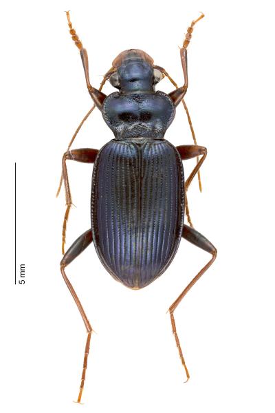   - Leistus spinibarbis spinibarbis