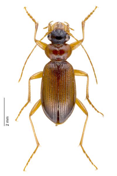   - Leistus terminatus