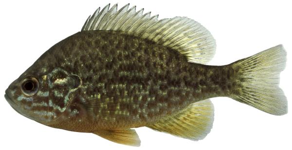 Les espèces néozones de Suisse Perche soleil  - Lepomis gibbosus 