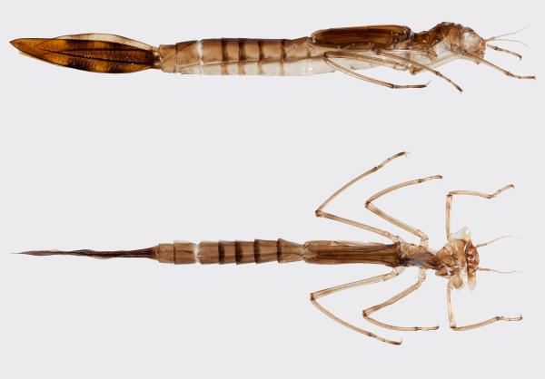 Odonaten der Schweiz Glänzende Binsenjungfer  - Lestes dryas 