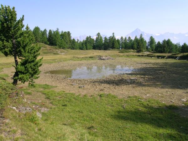 Odonaten der Schweiz Glänzende Binsenjungfer  - Lestes dryas 