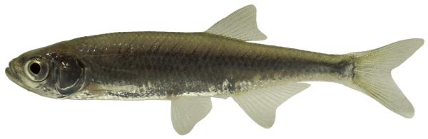 Fischen der Schweiz Moderlieschen  - Leucaspius delineatus 