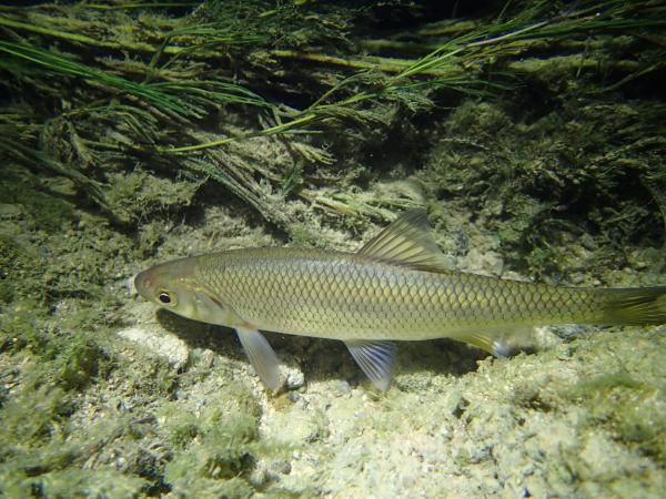 Poissons de Suisse Vandoise  - Leuciscus leuciscus 