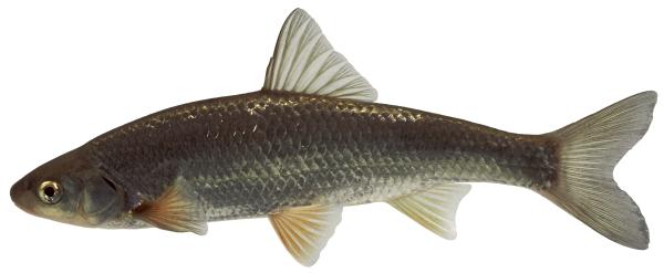Poissons de Suisse Vandoise  - Leuciscus leuciscus 