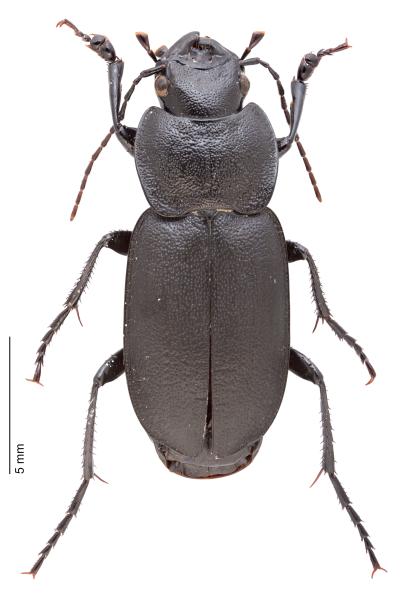   - Licinus cassideus cassideus