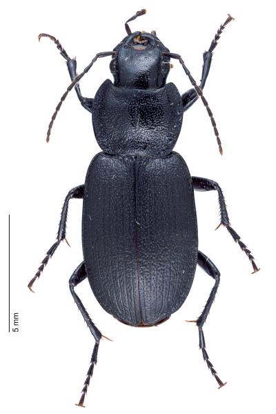   - Licinus depressus