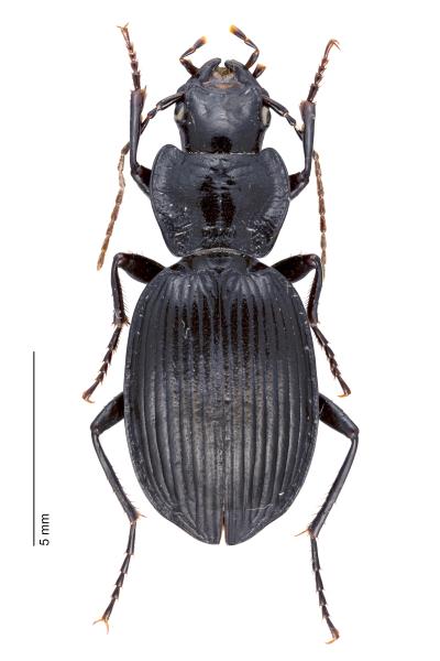   - Licinus hoffmanseggii