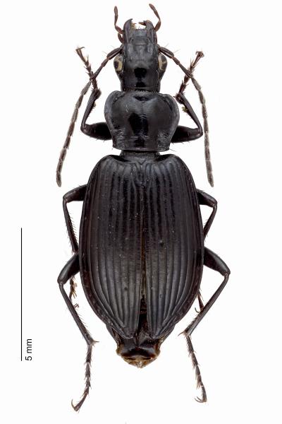 Carabes de Suisse  - Limodromus assimilis
