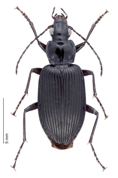 Carabes de Suisse  - Limodromus longiventris