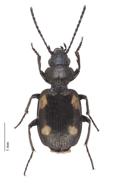   - Lionychus quadrillum
