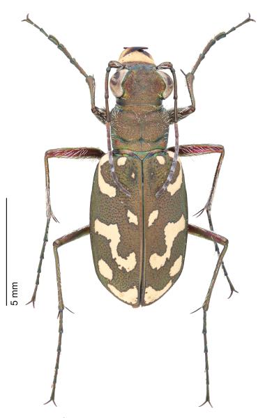  - Lophyra flexuosa flexuosa