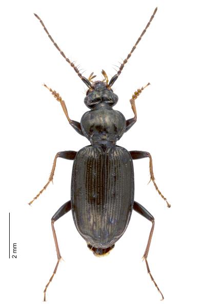  - Loricera pilicornis pilicornis