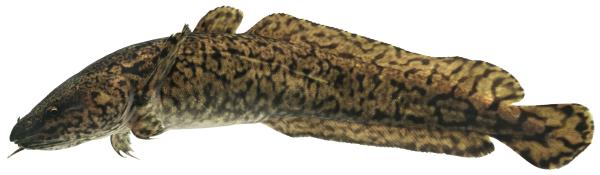 Poissons de Suisse Lotte  - Lota lota 
