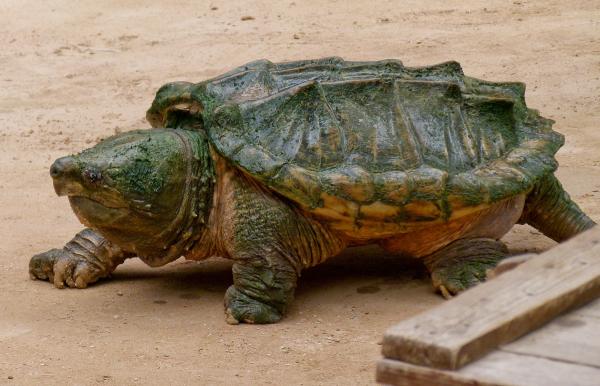 Les espèces néozones de Suisse Tortue hargneuse - Chelydra serpentina