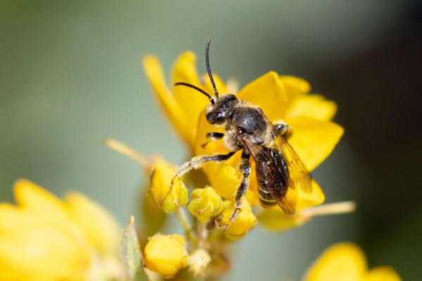 Wildbienen der Schweiz Auen-Schenkelbiene - Macropis europaea