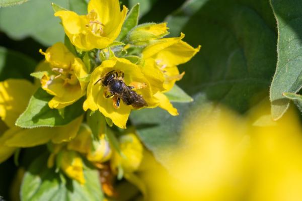 Wildbienen der Schweiz Wald-Schenkelbiene - Macropis fulvipes