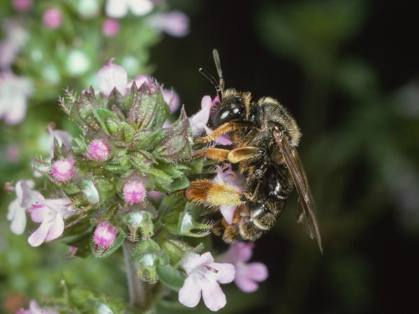 Wildbienen der Schweiz Wald-Schenkelbiene - Macropis fulvipes
