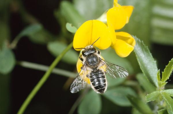 Wildbienen der Schweiz  - Megachile alpicola