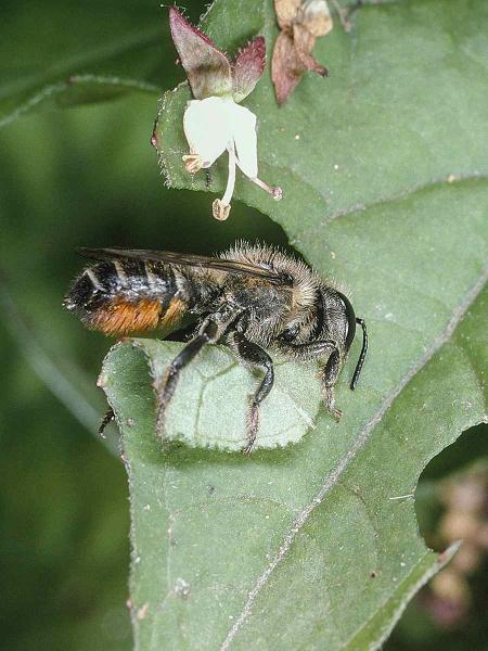 Les abeilles sauvages de Suisse  - Megachile alpicola