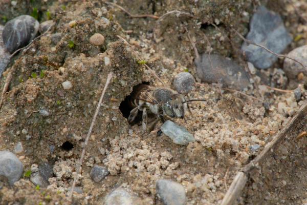 Wildbienen der Schweiz  - Megachile argentata