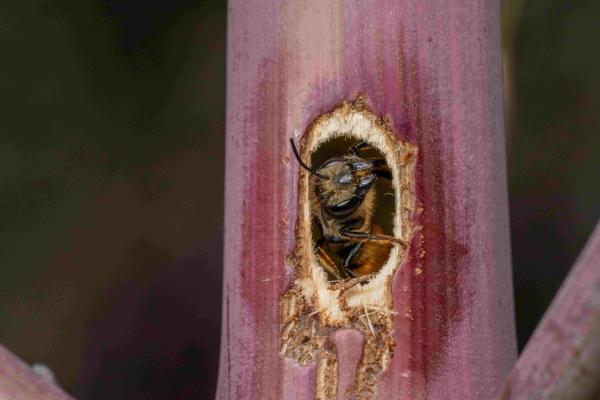 Wildbienen der Schweiz  - Megachile genalis