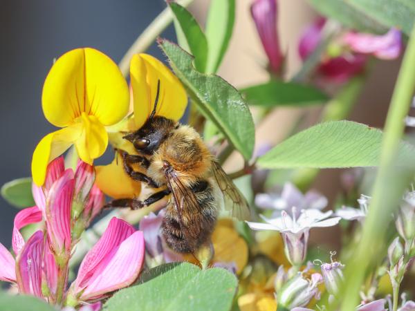 Wildbienen der Schweiz  - Megachile nigriventris