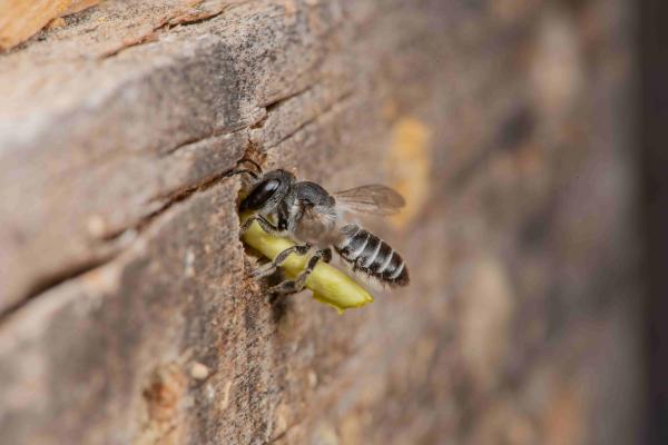 Wildbienen der Schweiz  - Megachile rotundata