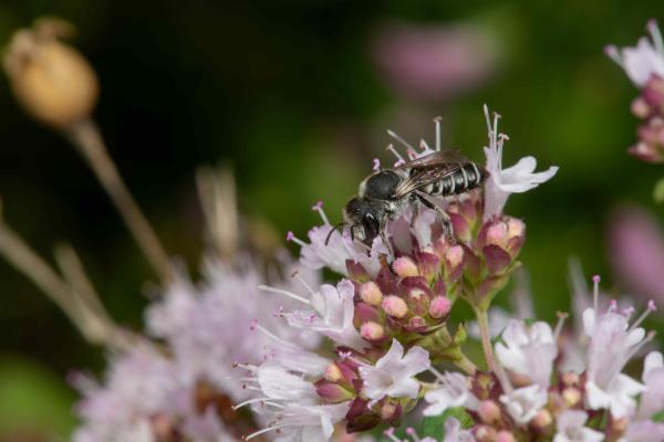 Wildbienen der Schweiz  - Megachile rotundata