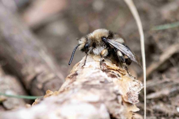 Wildbienen der Schweiz Gewöhnliche Trauerbiene - Melecta albifrons