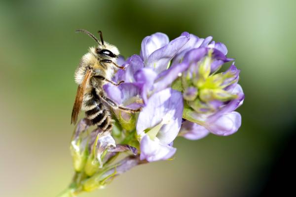 Les abeilles sauvages de Suisse Mélitte de la Luzerne - Melitta leporina