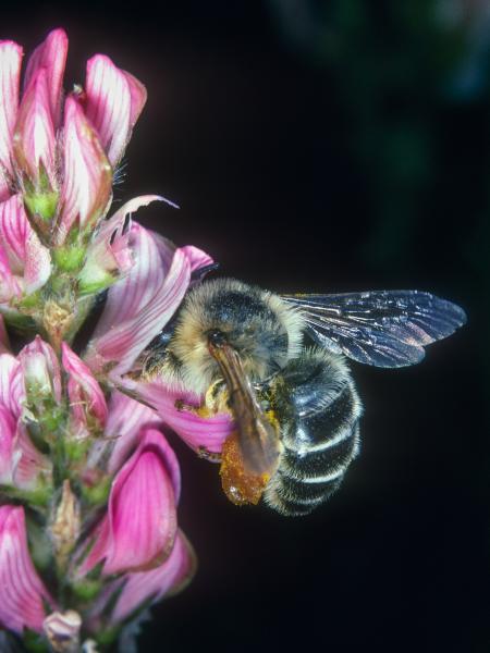 Wildbienen der Schweiz Esparsetten-Sägehornbiene - Melitta dimidiata