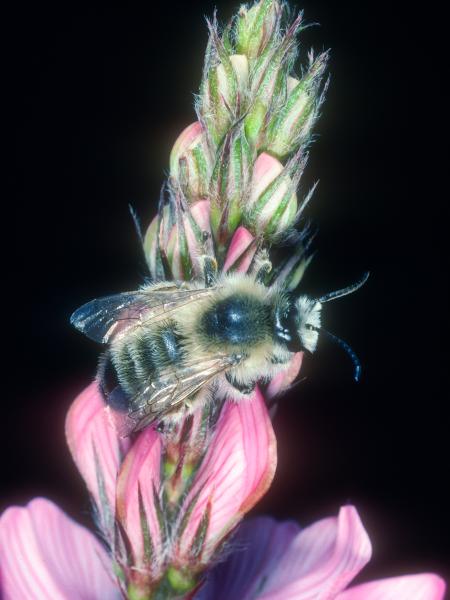 Wildbienen der Schweiz Esparsetten-Sägehornbiene - Melitta dimidiata