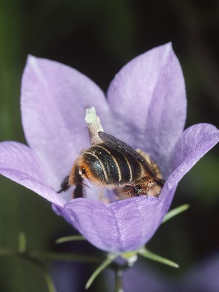 Les abeilles sauvages de Suisse Mélitte des campanules - Melitta haemorrhoidalis