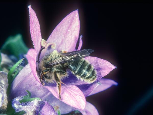 Les abeilles sauvages de Suisse Mélitte des campanules - Melitta haemorrhoidalis
