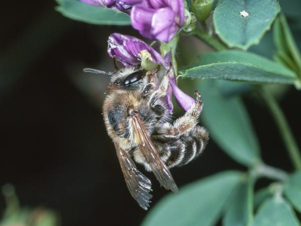 Les abeilles sauvages de Suisse Mélitte de la Luzerne - Melitta leporina