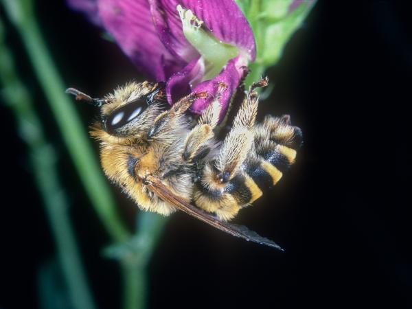 Les abeilles sauvages de Suisse Mélitte de la Luzerne - Melitta leporina