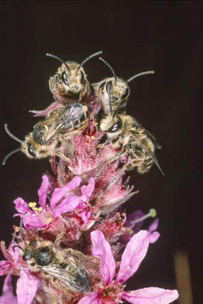 Les abeilles sauvages de Suisse Mélitte de la Salicaire - Melitta nigricans