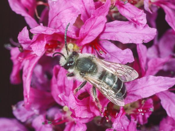 Les abeilles sauvages de Suisse Mélitte de la Salicaire - Melitta nigricans