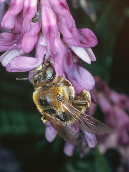 Les abeilles sauvages de Suisse Méliturge clavicorne - Melitturga clavicornis