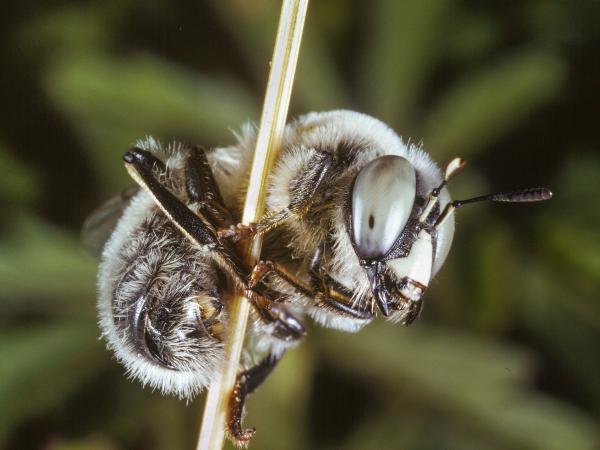 Les abeilles sauvages de Suisse Méliturge clavicorne - Melitturga clavicornis