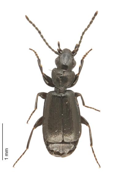   - Microlestes maurus maurus