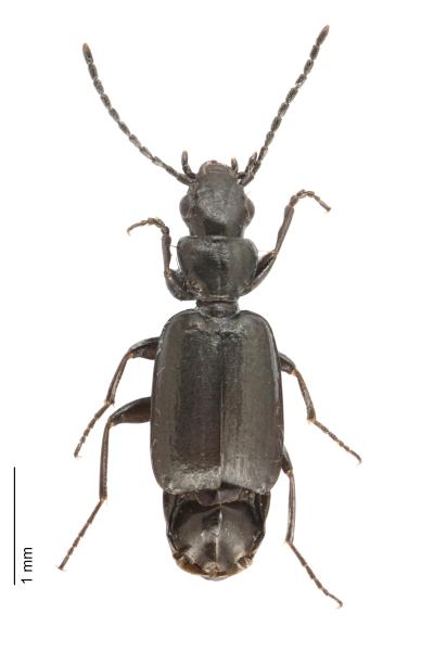   - Microlestes minutulus