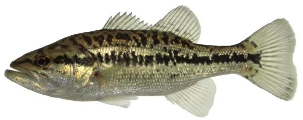 Les espèces néozones de Suisse Black-bass à grande bouche  - Micropterus salmoides 
