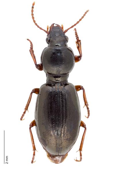   - Miscodera arctica