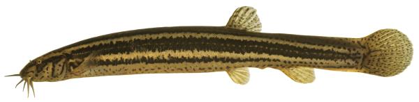 Poissons de Suisse Loche d’étang  - Misgurnus fossilis 