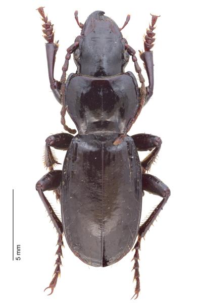   - Molops edurus