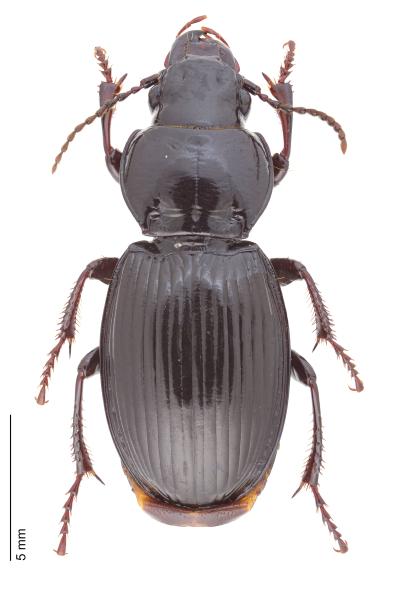   - Molops elatus elatus