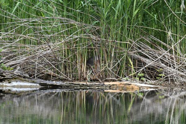 Les espèces néozones de Suisse Ragondin - Myocastor coypus