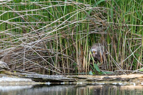 Les espèces néozones de Suisse Ragondin - Myocastor coypus