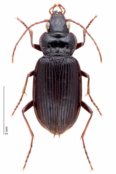   - Nebria brevicollis